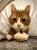 Orange and white cat lying inside a toy tunnel with a toy mouse in his paws