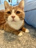 Orange and white cat lying on carpet next to a toy tunnel, looking above the camera