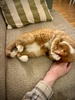 Orange and white cat lying on a sofa caught mid-stretch with paws pressed against his head