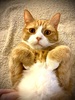 Orange and white cat lying on his back looking very surprised and almost scared at the camera