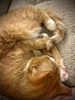 Orange and white cat sleeping curled up on a sofa with his face, paws, and tail meeting at his belly